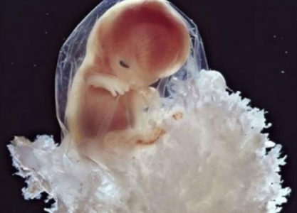 La gravidanza:22 incredibili immagini di un feto