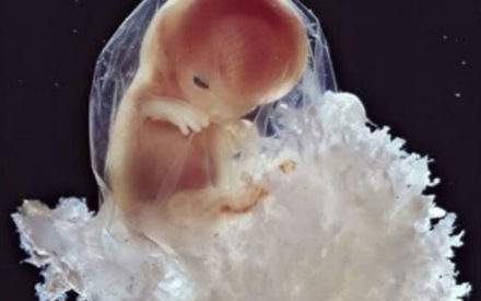 La gravidanza:22 incredibili immagini di un feto